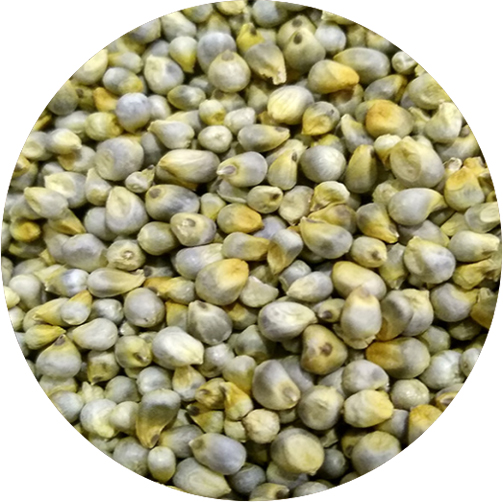 GREEN MILLET