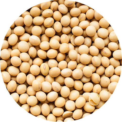 SOYA BEANS