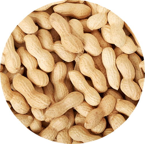 PEANUT IN-SHELL