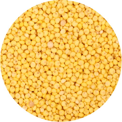 YELLO MILLET