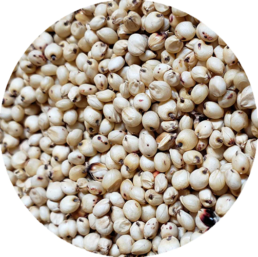 WHITE SHARGHUN