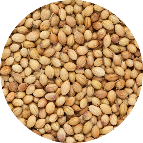 CORIANDER SEEDS
