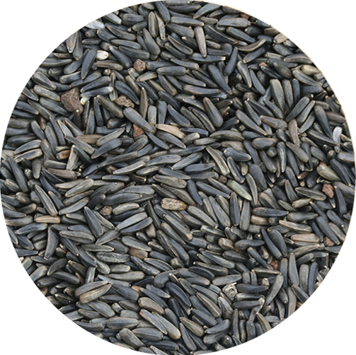 NIGER SEED
