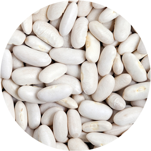 WHITE KIDNEY