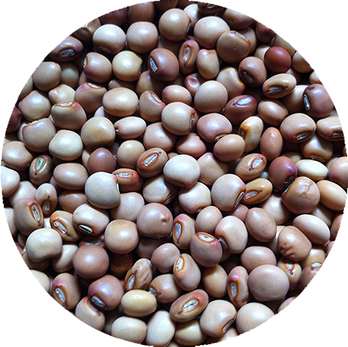 PIGEON PEAS