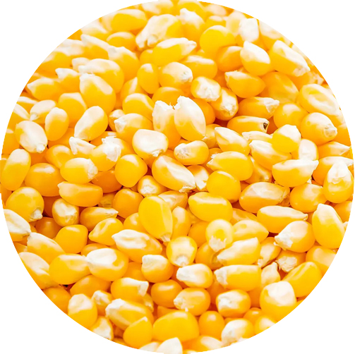 MAIZE