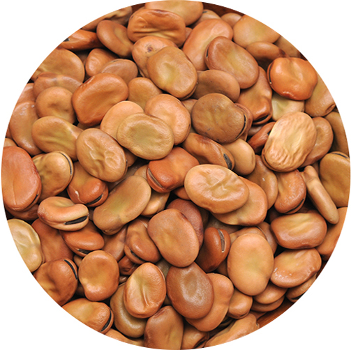 FAVA BEANS